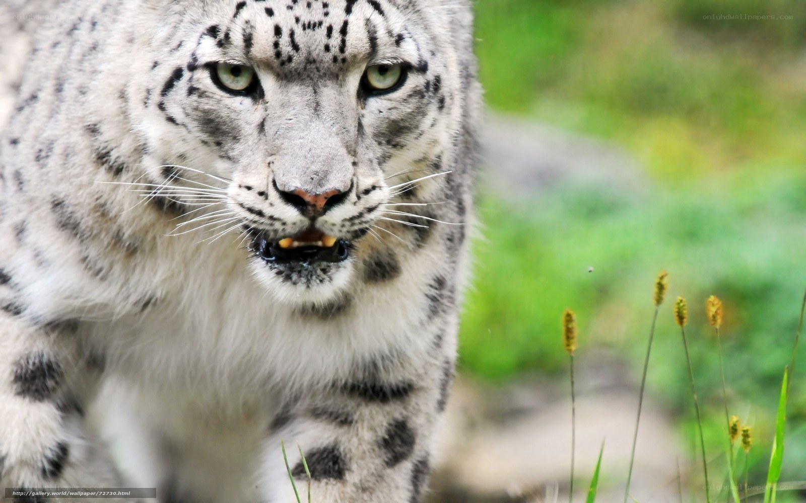 Snow leopard in the wild