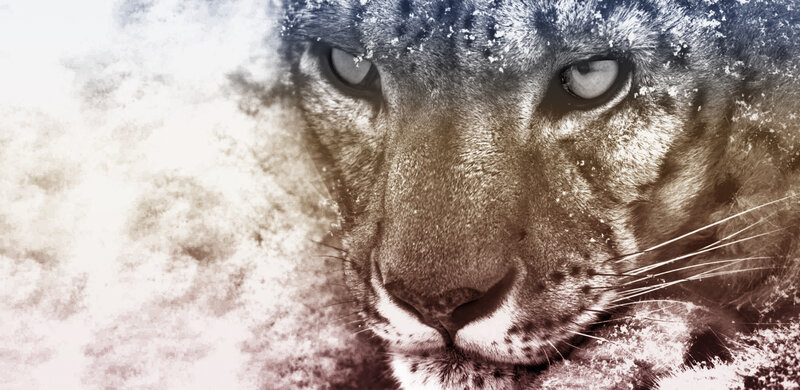 snow leopard in winter