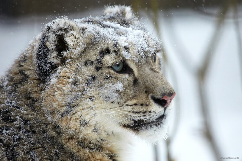 Snow leopard in winter