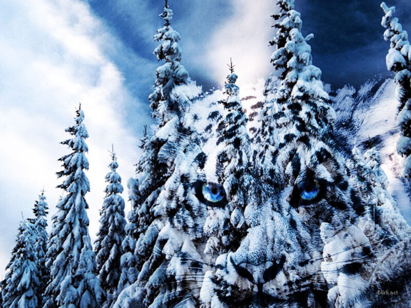 snow leopard in winter forest
