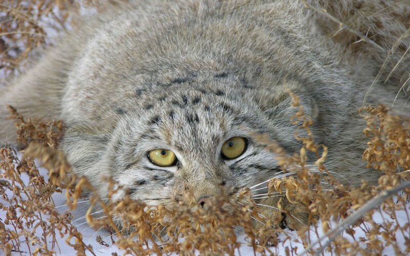 snow leopard in winter
