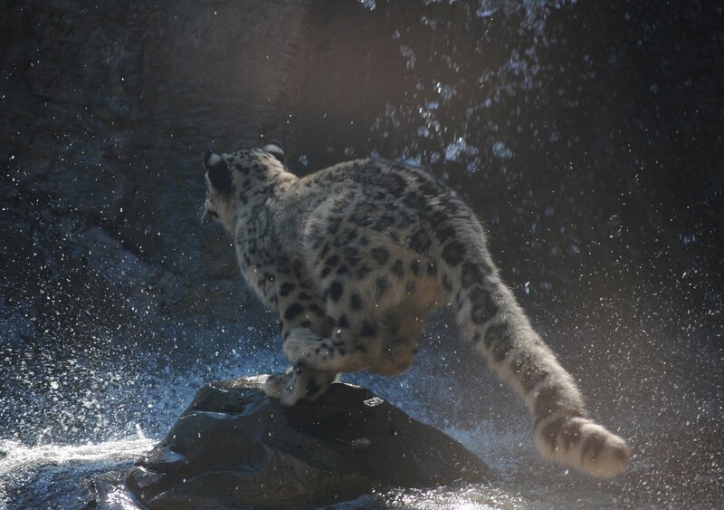 Snow Leopard Jumping