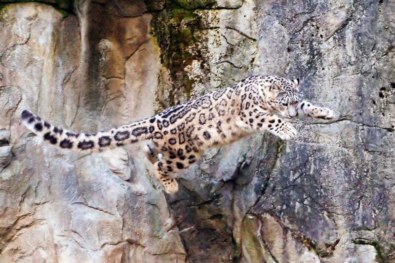 Snow Leopard Jumping — White, Dynamic, Photograph