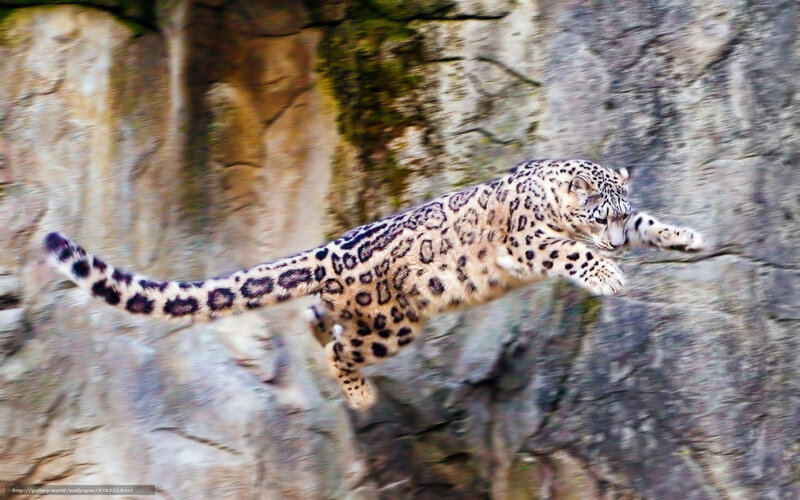 Snow Leopard Jumping — White, Dynamic