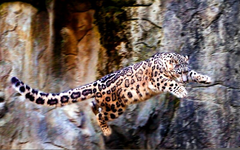 Snow Leopard Jumping — White
