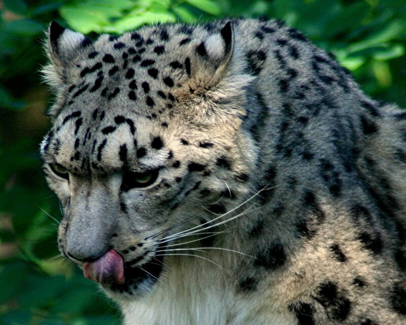 Snow leopard licking its lips