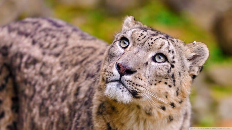 Snow Leopard Looking Up