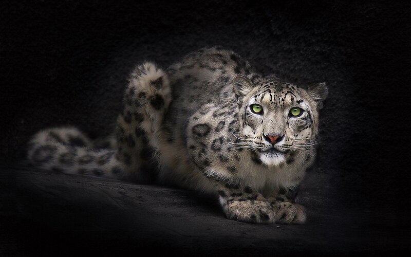 Snow Leopard Lying Down — Black, Dramatic, Night, Photograph, Dark Background, Green Eyes