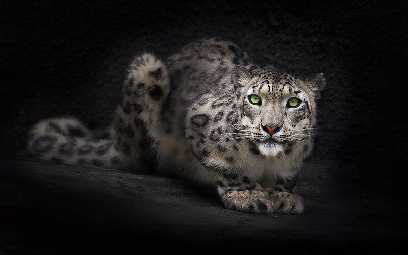Snow Leopard Lying Down — Black, Dramatic, Photograph, Dark Background