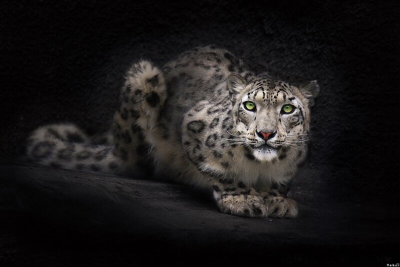 Snow Leopard Lying Down — Black, Dramatic, Photograph