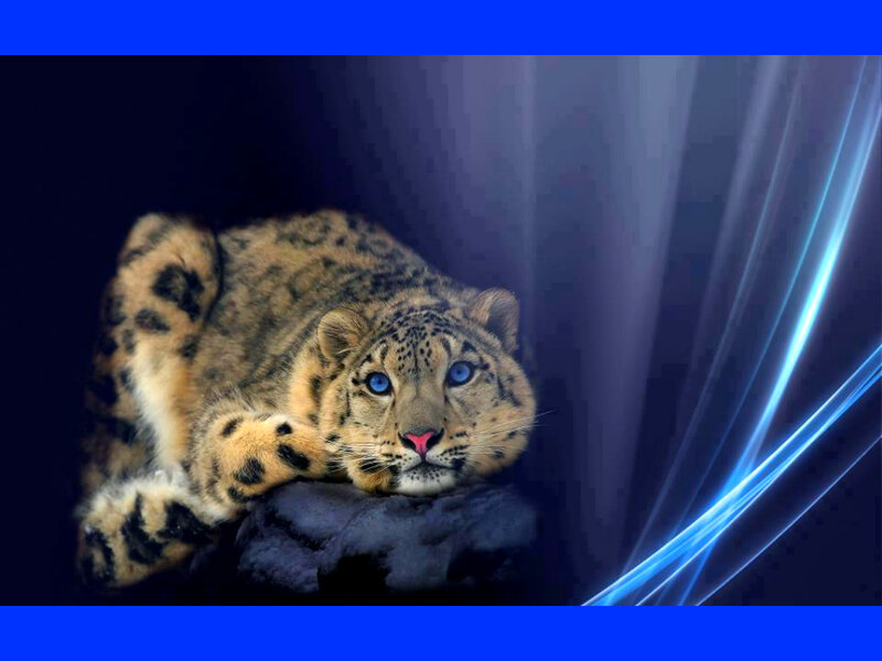 Snow Leopard Lying Down — Black