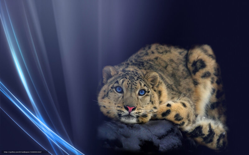 Snow Leopard Lying Down — Blue, Dramatic, Photograph, Blue Light Streaks