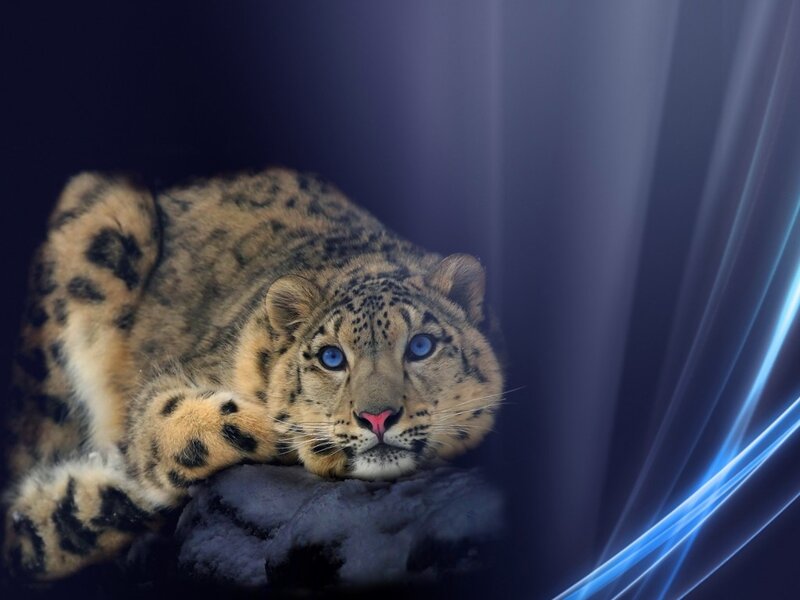 Snow Leopard Lying Down — Blue, Dramatic, Photograph
