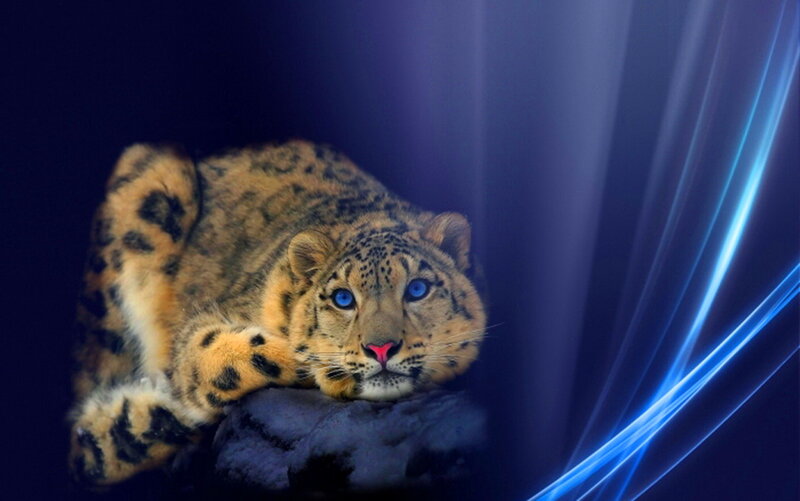 Snow Leopard Lying Down — Blue, Dramatic
