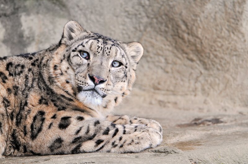 Snow Leopard Lying Down — Gray, Calm, Photograph