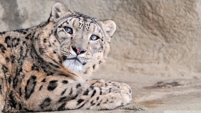 Snow Leopard Lying Down — Gray, Calm