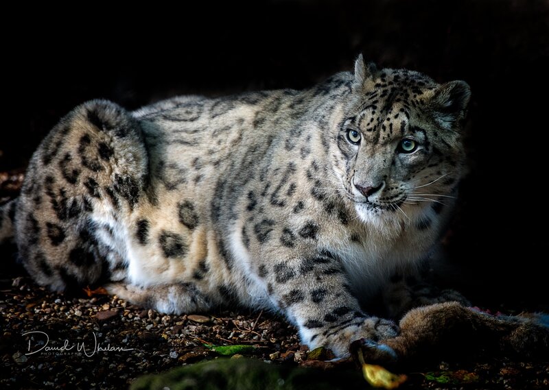 Snow Leopard Lying Down — Gray, Dramatic, Photograph