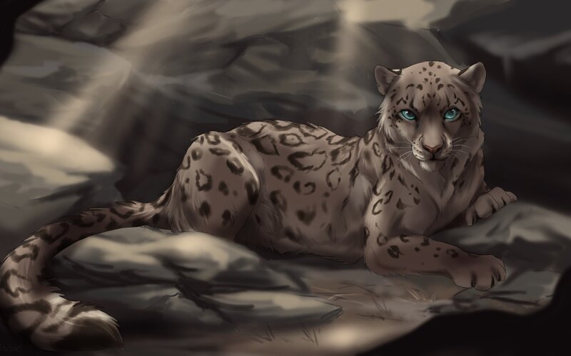 Snow Leopard Lying Down — Gray, Dramatic