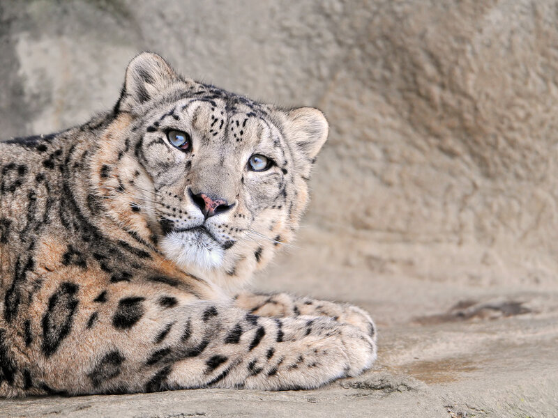 Snow Leopard Lying Down — Gray