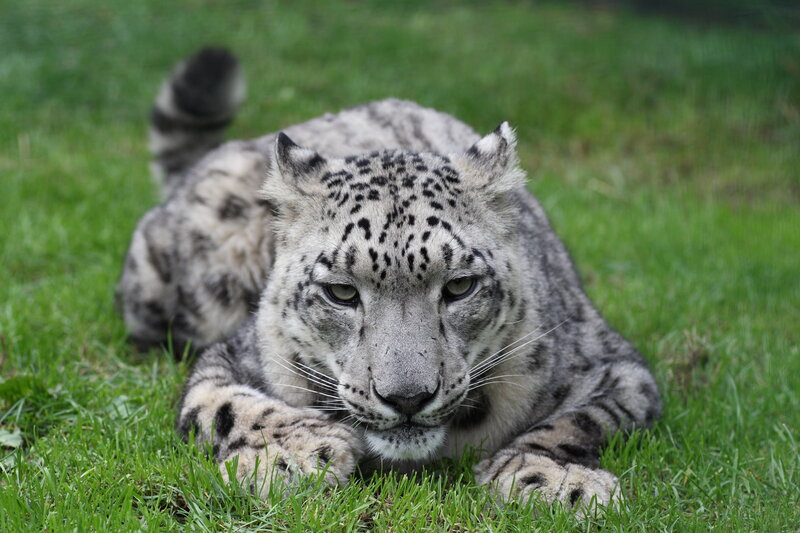 Snow Leopard Lying Down — Green, Calm