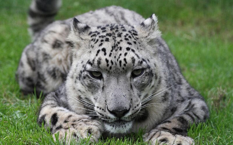 Snow Leopard Lying Down — Green