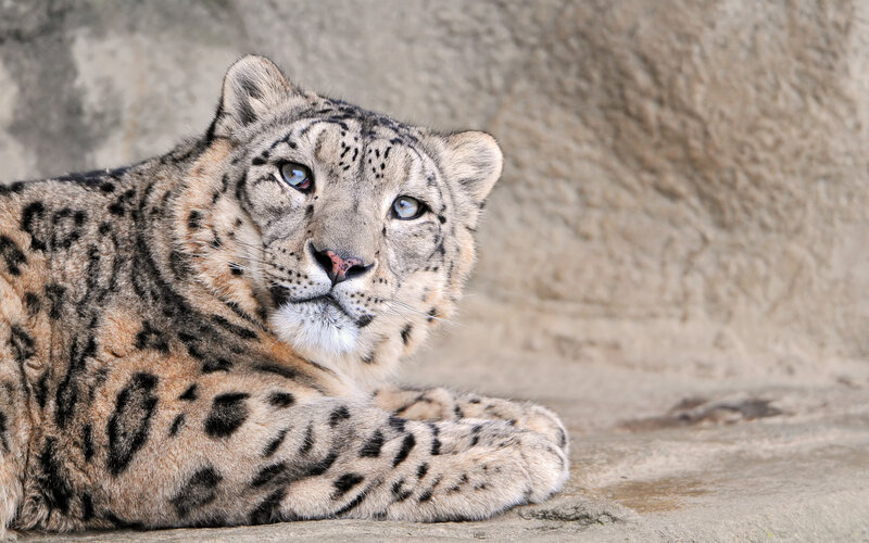 Snow Leopard Lying Down