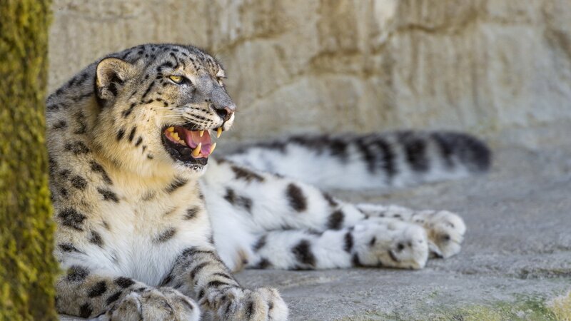 Snow Leopard Lying Down — White, Alert, Photograph, Rock Wall