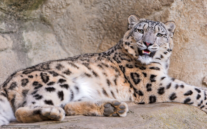 Snow Leopard Lying Down — White, Alert, Photograph