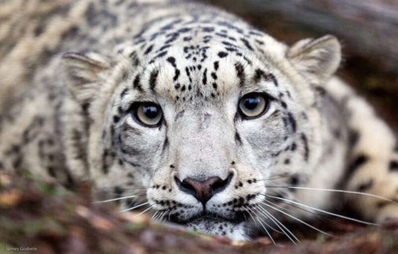 Snow Leopard Lying Down — White, Alert
