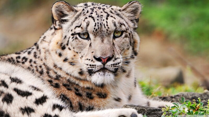 Snow Leopard Lying Down — White, Calm, Photograph, Grass