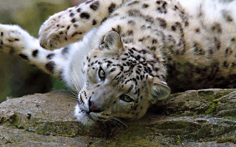 Snow Leopard Lying Down — White, Calm, Photograph, Rock, Moss