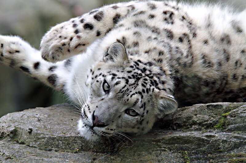 Snow Leopard Lying Down — White, Calm, Photograph, Rock