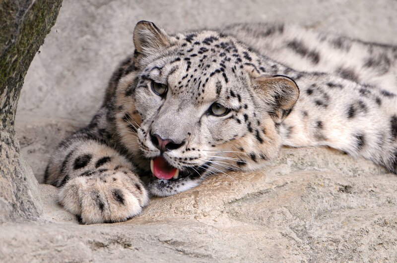 Snow Leopard Lying Down — White, Calm, Photograph, Rock, Tree