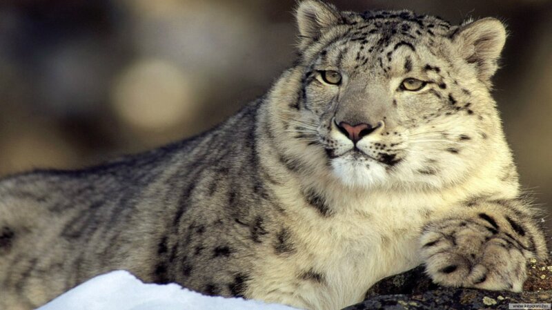 Snow Leopard Lying Down — White, Calm