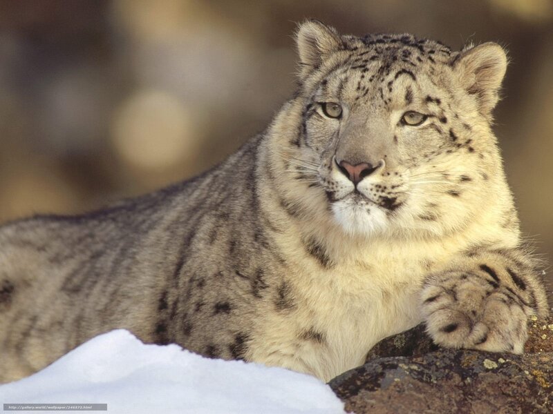 Snow Leopard Lying Down — White, Calm, Winter