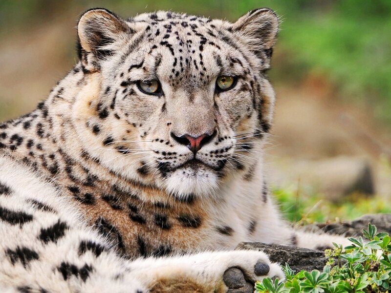 Snow Leopard Lying Down — White