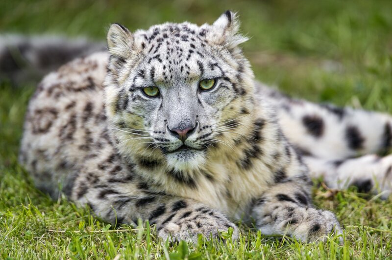 Snow Leopard Lying on Grass — Green
