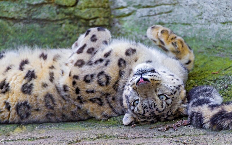 Snow leopard lying on its back