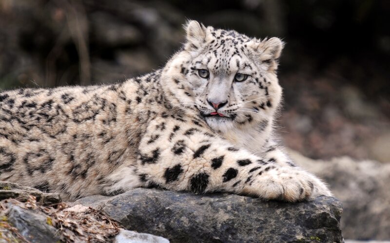 Snow Leopard Lying on Rock