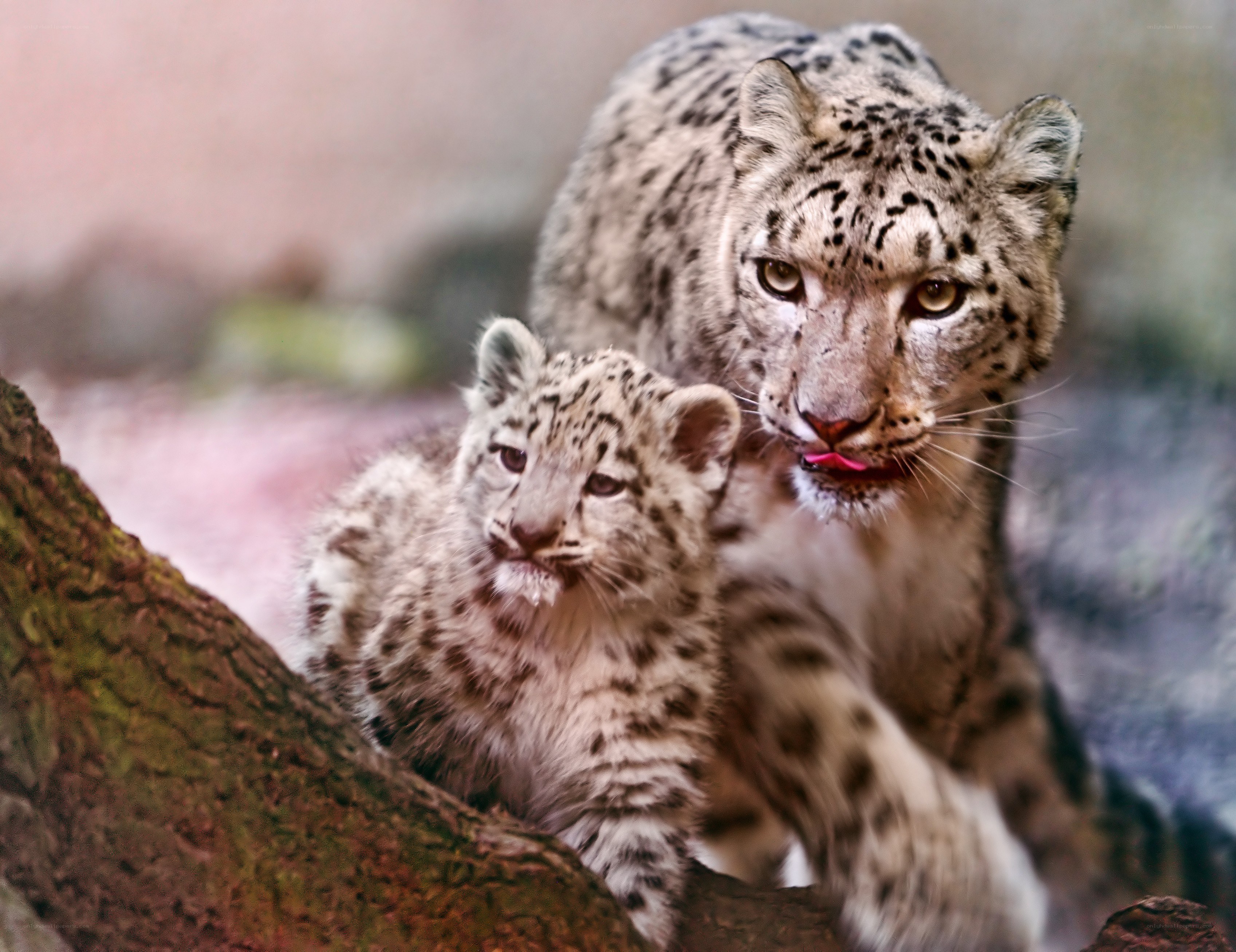 Snow leopard mother and cub
