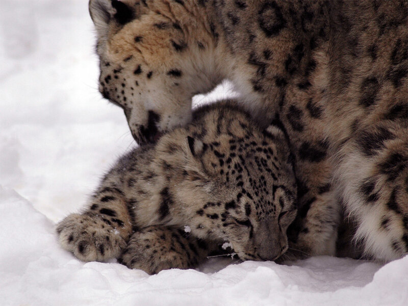 Snow leopard mother and cub