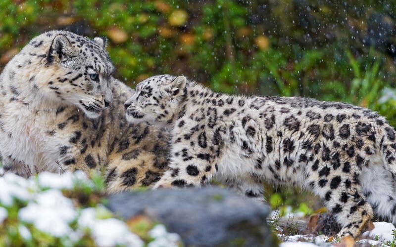 Snow Leopard Mother and Cub — White, Calm, Winter