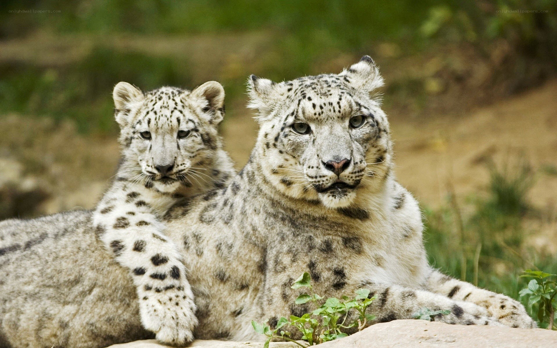 Snow leopard mother and cub