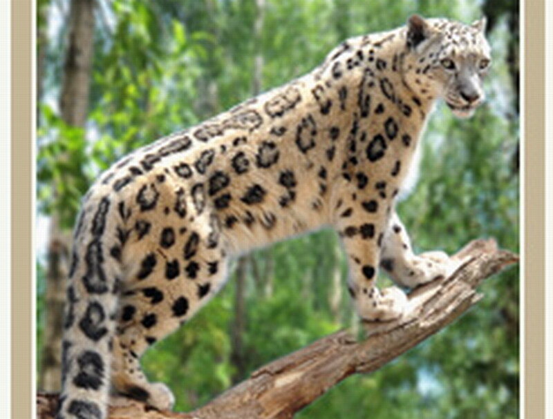 Snow Leopard on a Branch