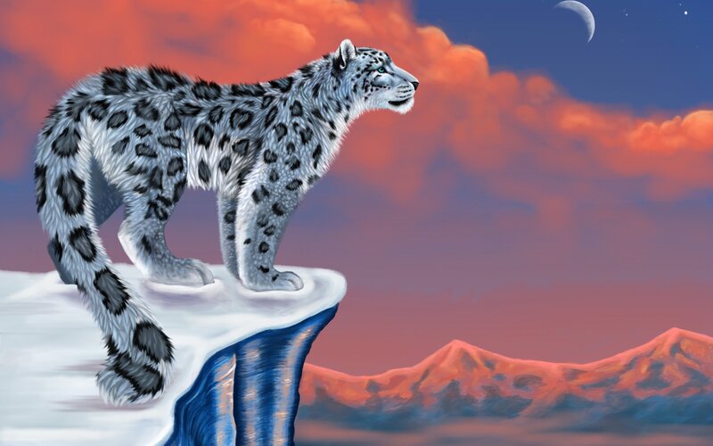 Snow leopard on a cliff