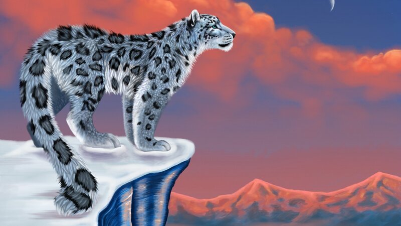 snow leopard on a cliff