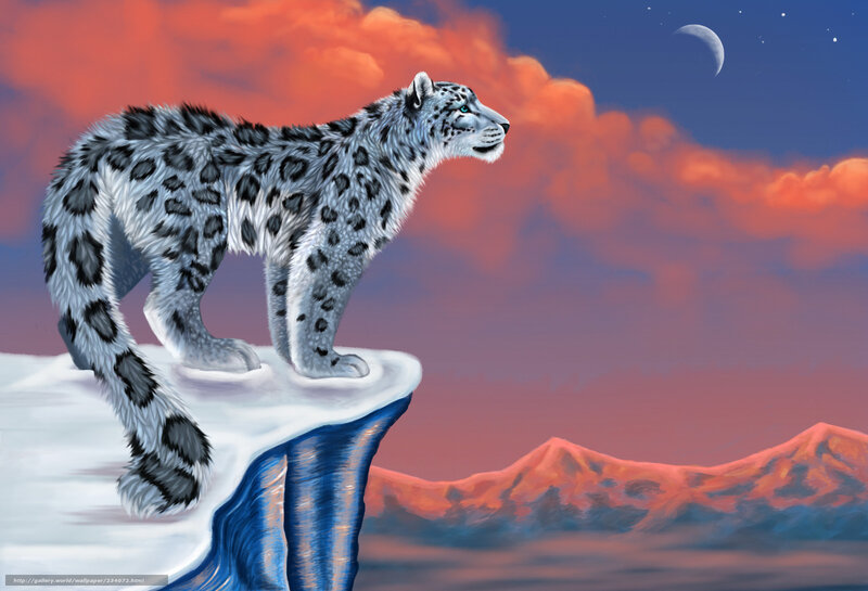 Snow leopard on a cliff
