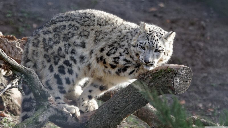 Snow Leopard on a Log — White