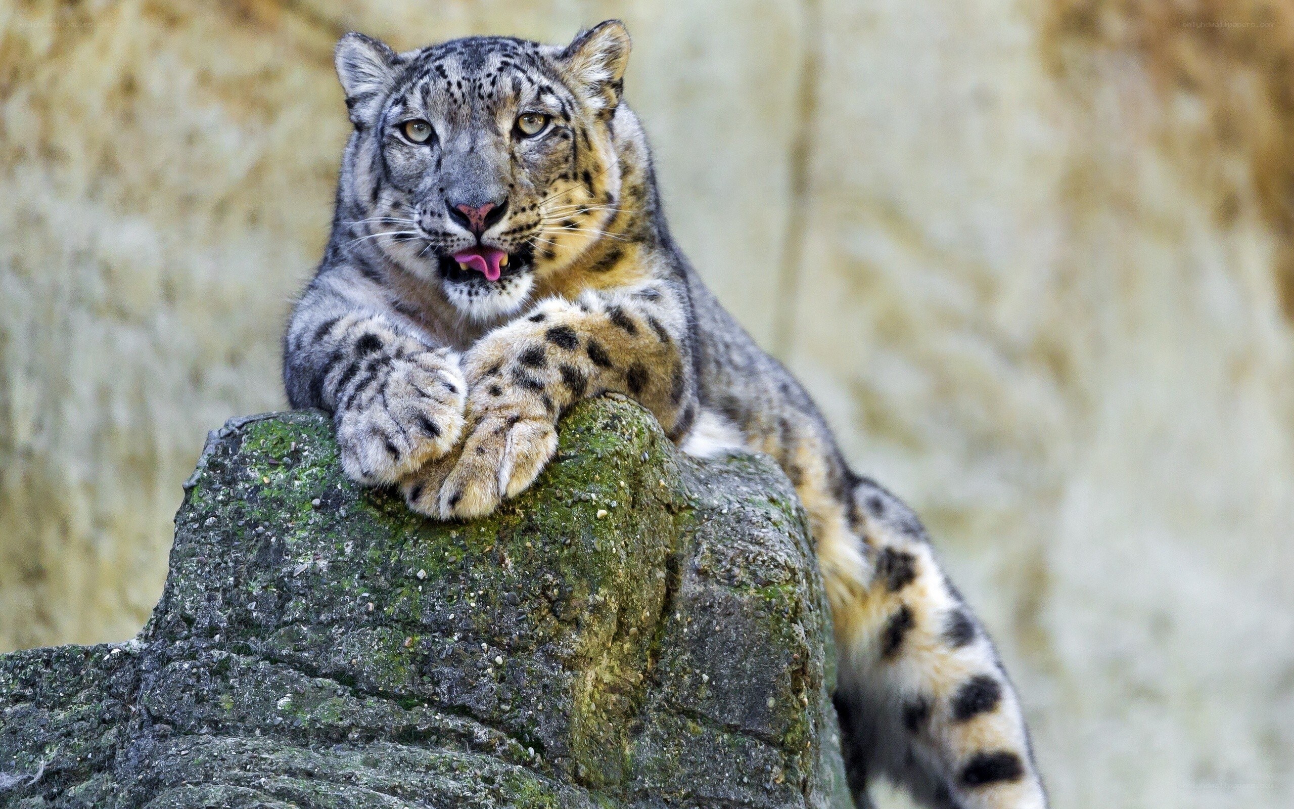 Snow leopard on a rock