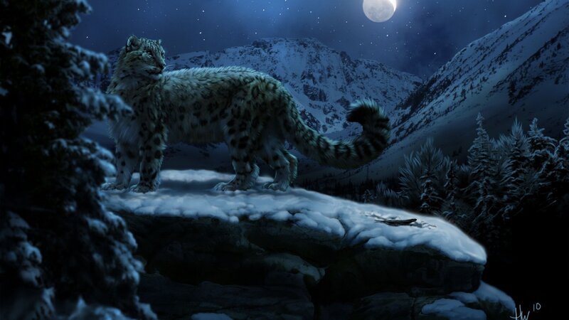 Snow leopard on a snowy cliff